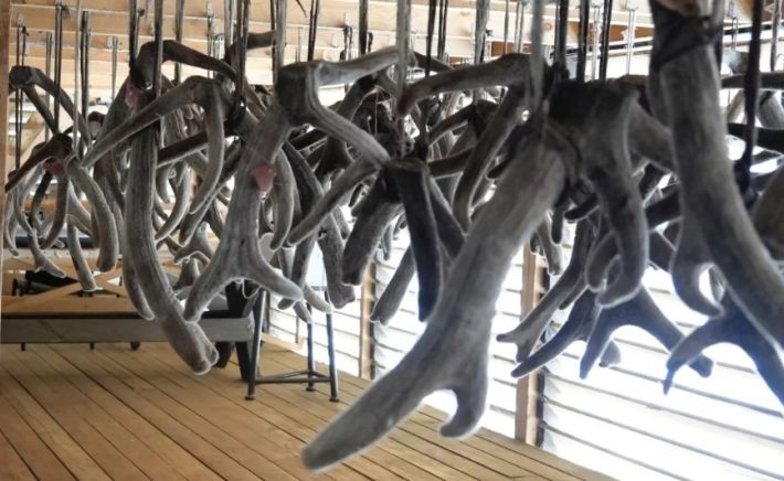 Мараловодческое хозяйство
 