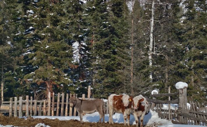 Коровы. Скот. Стадо