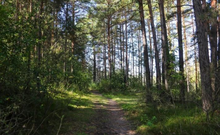 Ленточный бор. Барнаул 