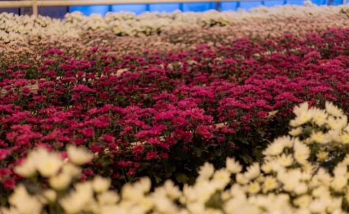 Хризантемы