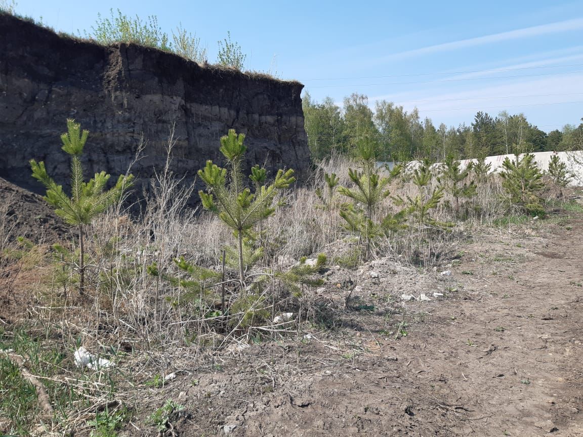 Барнаульский застройщик вырубит около 100 деревьев на месте нового ЖК с парком