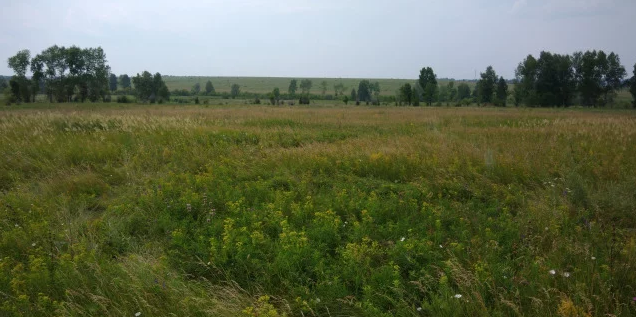 Новые коттеджные поселки должны появиться близ села Конюхи в Барнауле