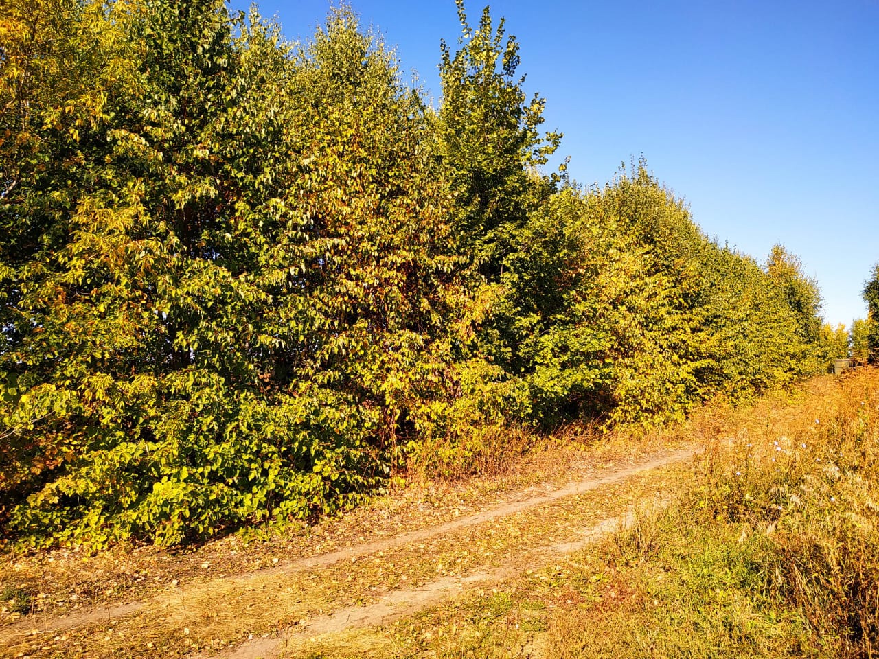 Многодетным семьям в Барнауле выделили земли под коттеджи в лесополосе