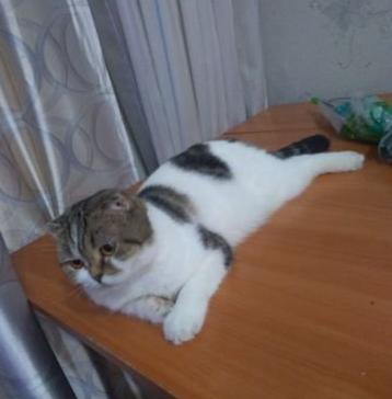 Барнаулец меняет породистую кошку на 2-комнатную квартиру