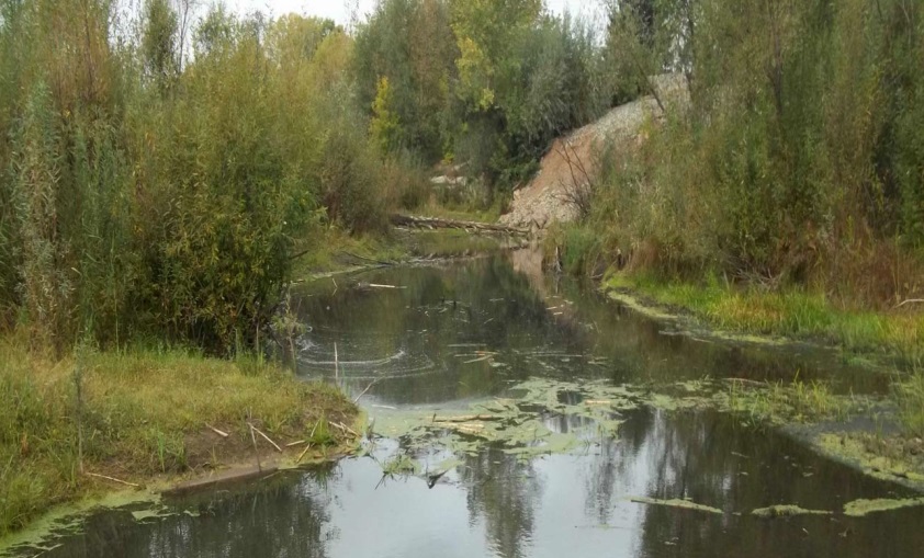 Участок для уникального ЖК на Лесном пруду в Барнауле подготовят в 2022 году