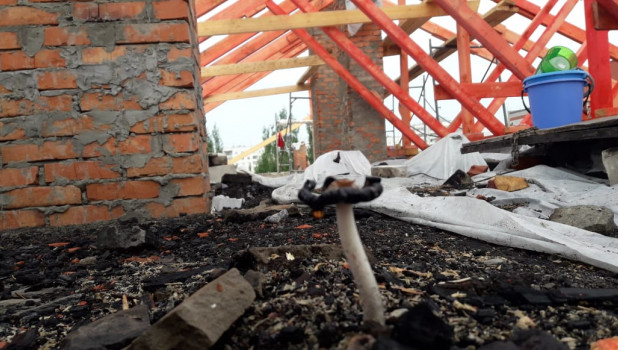 На крыше многоквартирного дома в Барнауле от сырости выросли грибы
