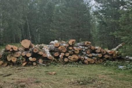 В коттеджной долине под Барнаулом обнаружили массовые вырубки деревьев