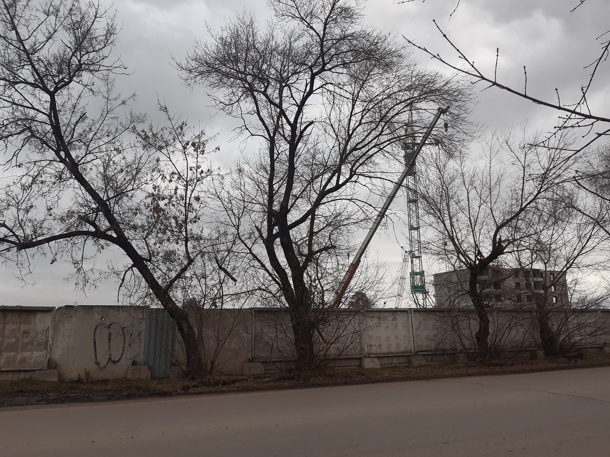 Барнаульский застройщик вырубит около 100 деревьев на месте нового ЖК с парком