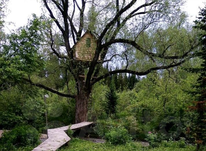 Усадьбу с домиком на дереве сдают в аренду в Алтайском крае